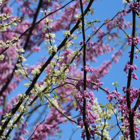 Cercis du Canada Vanilla Twist, Arbre de Judée, Gainier du Canada/Pot de 30L - Baliveau