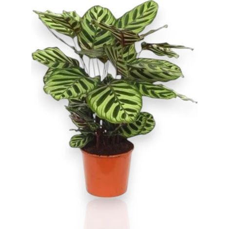 Gardenaria Calathea makoyana - Pianta da interno ornamentale - Altezza: 45 cm (vaso 14)