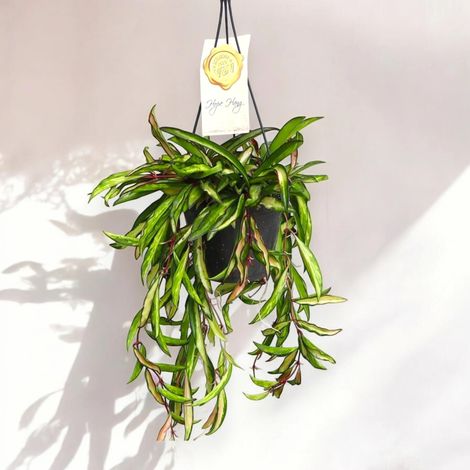 Gardenaria Hoya wayetii 'Tricolor' - Pianta da interno ornamentale - Altezza: 15 cm (vaso 12) (1/5)