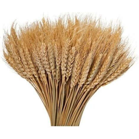 100pcs Bouquets de Blé Séché Naturel pour Décoration - couleur primaire - 40cm
