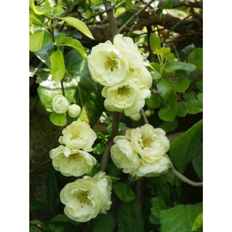 Cognassier du Japon 'Kinshiden' Pot de 3L/4L