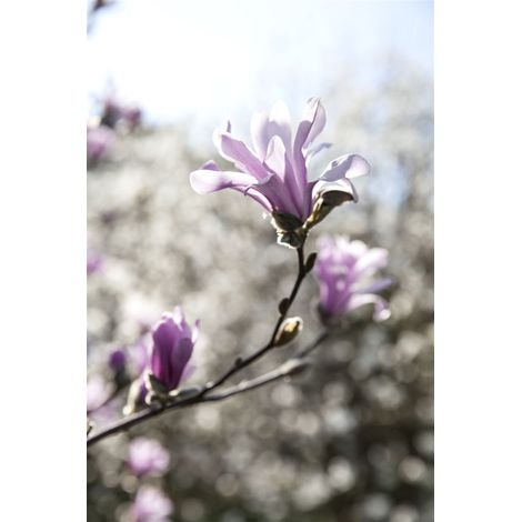 Rosa Sternmagnolie 'Leonard Messel' Magnolia loebneri 'Leonard Messel' C 5 40- 60