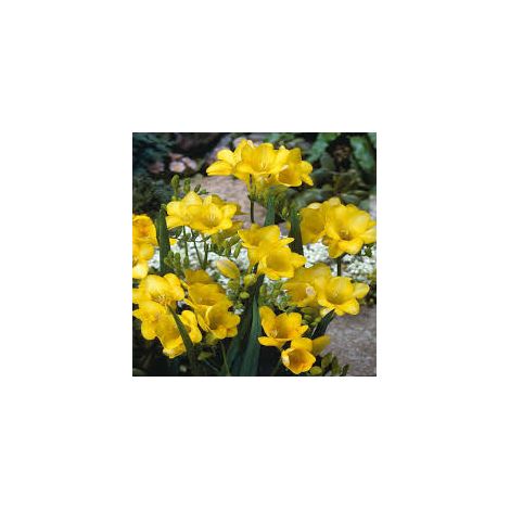 10 bulbi di FREESIA SINGLE YELLOW 5/6