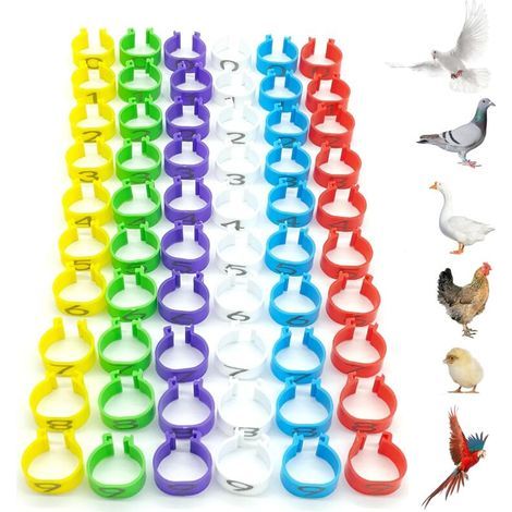 60 pièces Anneaux d'identification pour Poulet Bague d'Identification des Oiseaux Anneaux de jambe en plastique de perroquet Diamètre 16 mm Pour le marquage des anneaux de volai (1/5)