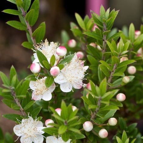 Myrtus communis var. tarentina - mirto tarentino - alveolo forestale (1/2)