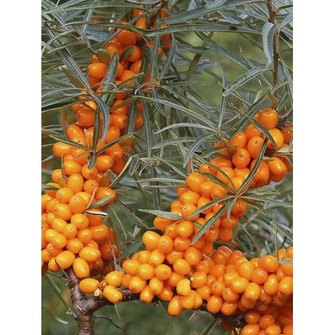 Argousier auto fertile 'Friesdorfer Orange' – Feuillage semi-persistant – Fruits orange vif riches en vitamine C – Hauteur à maturité 300 cm – Pot de 1,5L/2L (1/2)
