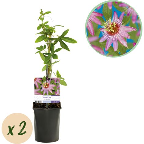 Passiflore Anastasia Plante Grimpante Fleurs Roses et Colorées Lot de 2 Pots 11cm H40cm - PANGIVO (1/4)
