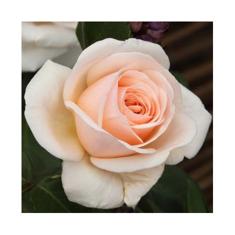 Gardenaria Rosa 'Courage' - Rosa da giardino - Altezza: 40/50 cm (vaso20) (1/2)