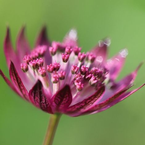 Astrance major Rubra/Lot de 9 godets