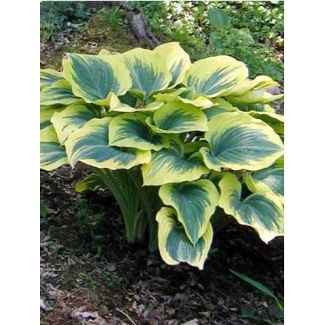 Hosta 'Liberty' Godet de 8/9 cm (1/3)