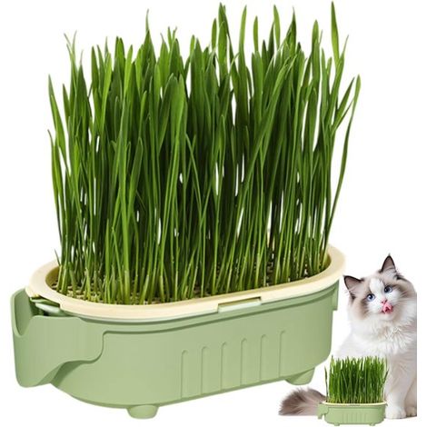 Pot hydroponique pour herbe à chat - Pot de culture hydroponique pour herbe à chat d'intérieur (1/5)