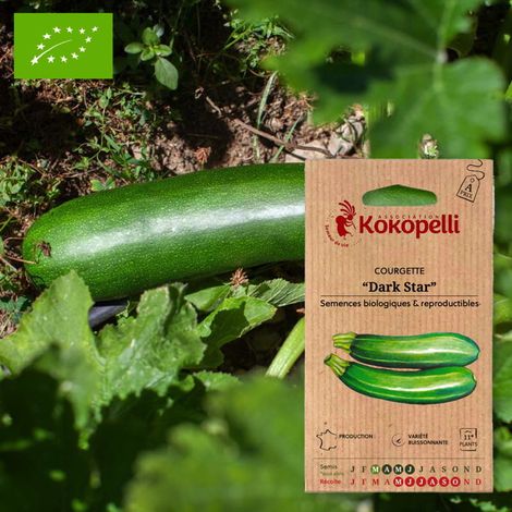 Courgette Dark Star- Graines bio à semer (1/2)