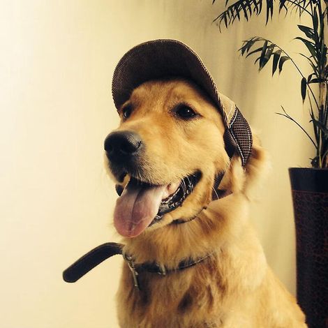 Hunde-Baseballkappe, Größe S, blaue Café-Baseballkappe, verstellbar, mit 2 Ohrenlöchern und Kinnriemen, für Hunde (1/5)