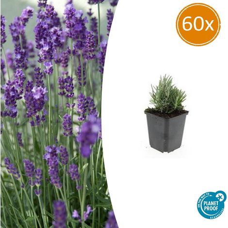 Lot de 60 Lavandes Vraies Dwarf Blue - Lavandula Angustifolia - Hauteur 10-25 cm - Pot Ø 9 cm - PANGIVO (1/5)