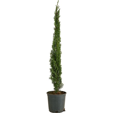 Bloomique - Cupressus Sempervirens - Cyprès italien - Plantes jardin - Rustiques - Persistant - 80-100 cm haut - Pot 18 cm