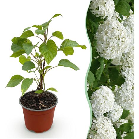 Hortensia Annabelle Hydrangea arborescens Arbuste Fleurs Blanches Rustique 1 Plante Pot 12cm - PANGIVO (1/5)