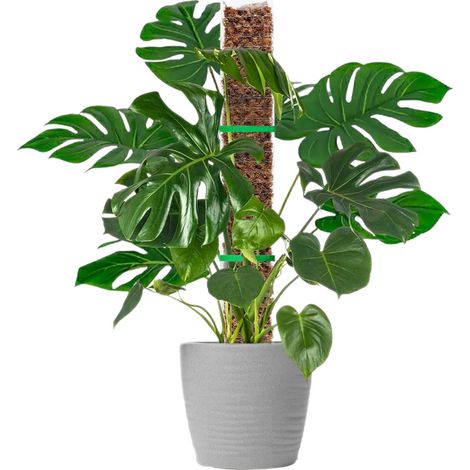 Kit de 4 tuteurs à mousse plastique pour plantes d'intérieur, supports de croissance avec attaches velcro pour Monstera et plantes grimpantes