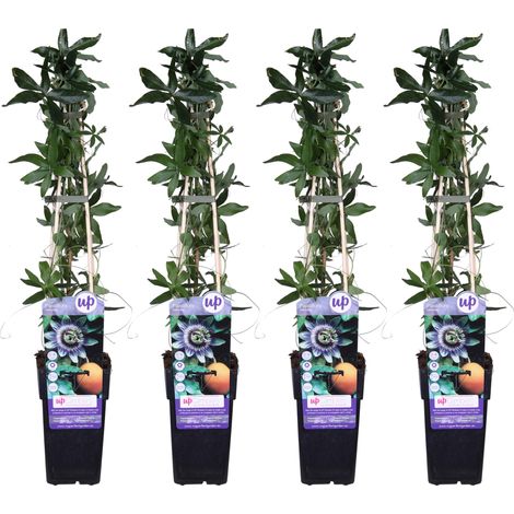 Lot de 4 Passiflores Constance Elliot Plantes Grimpantes Fleurs Ivoire H65 cm Pot Ø 15 cm - PANGIVO (1/2)