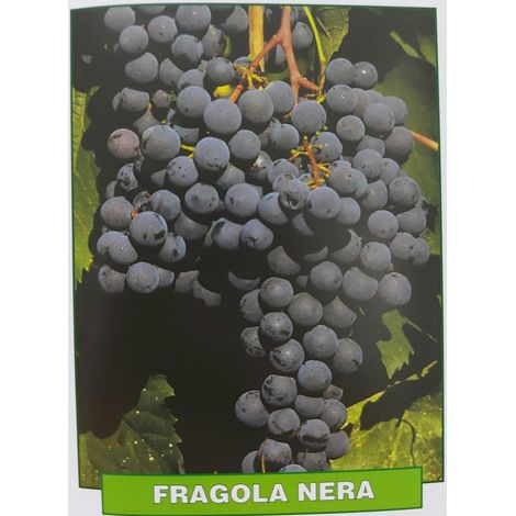 Uva Fragola nera - pianta di 3 anni