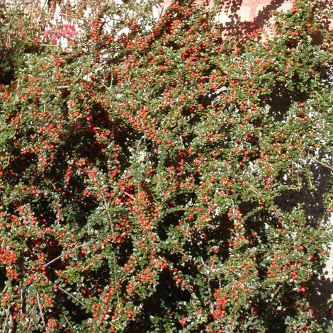 Cotoneaster rampant horizontalis, Cotonéaster/Pot de 3L - 20/40 cm