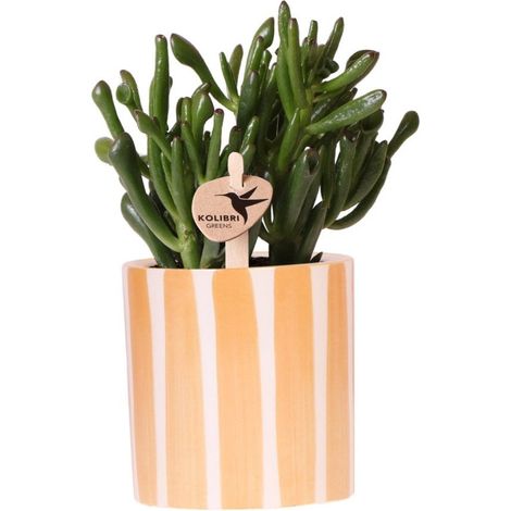 Plante Grasse Succulente d'Intérieur avec Pot Décoratif en Céramique Orange Ø 9 cm - PANGIVO