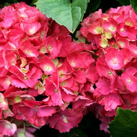 Hortensia  - Hydrangea macrophylla 'Hamburg'  - 25-30 cm pot