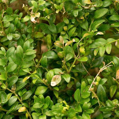 Chèvrefeuille à cupule - Lonicera pileata 10/15 cm Godet 9cm (1/4)