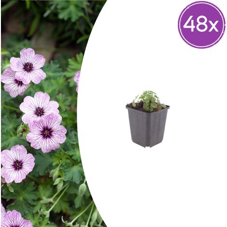 Lot de 48 Géraniums Vivaces Ballerina Fleurs Rose Pâle pour Rocaille et Massif Pot Ø 9 cm - PANGIVO (1/5)