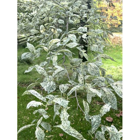 Orme champêtre 'Argenteovariegata' Pot de 4L/5L, Tige