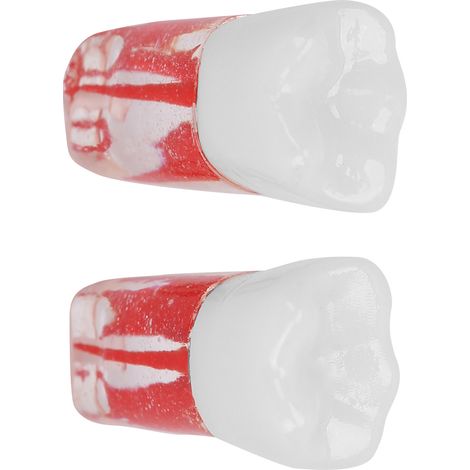 2 pièces Modèle Dentaire Transparent en Résine pour Pratique de Traitement Canalaire et Simulation Dentaire (1/5)
