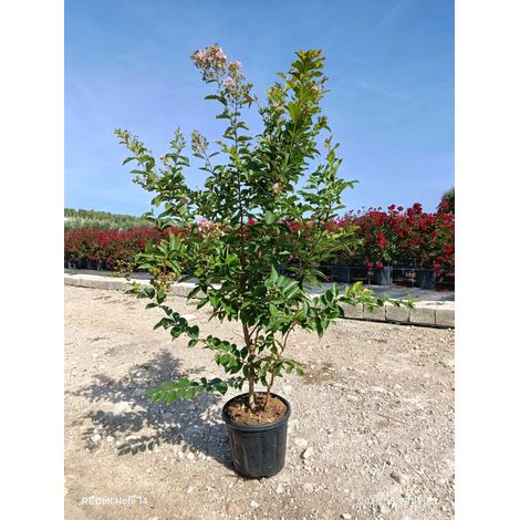 LAGERSTROEMIA INDICA CESP.30 MUSKOGEE