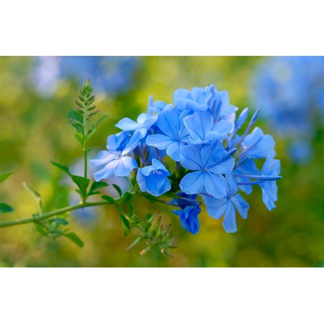 Plante Plumbago, pot de 18 cm de haut, vraies photos
