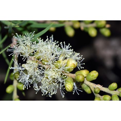 Semillas de Melaleuca Acuminata. 5 Gramos