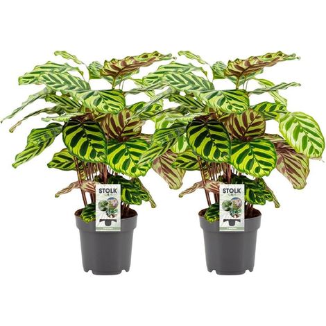Calathea Makoyana Plante d’Intérieur Feuillage Décoratif Lot de 2 Pots Ø14 cm Hauteur 45 cm - PANGIVO