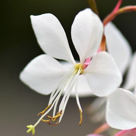 Gaura Whirling Butterflies/Pot de 3L - 20/40 cm (1/3)