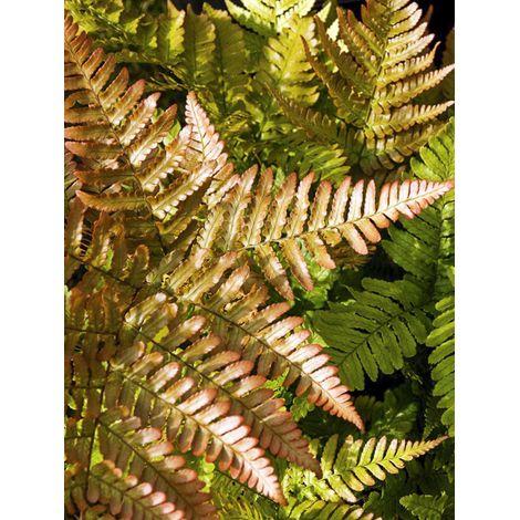 Dryopteris 'Prolifica' Pot de 2L/3L