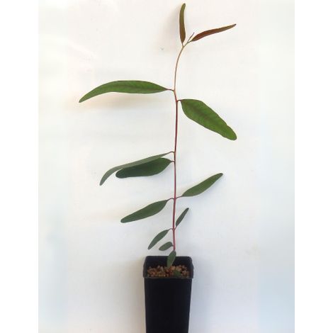 Eucalipto rosso "Eucalyptus camaldulensis" pianta in vaso  Ă¸9 cm (1/5)