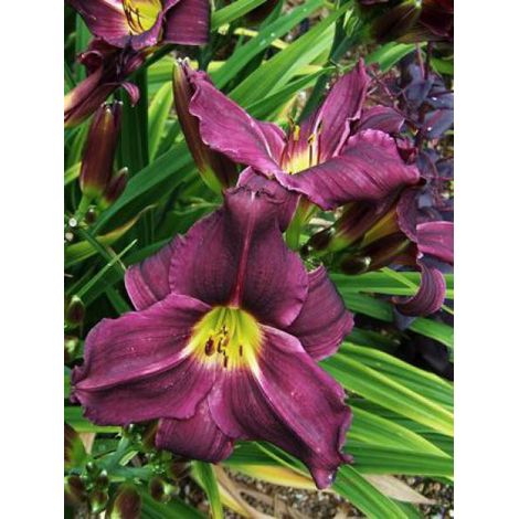 Lis d'un jour, Hémérocalle 'Grape Velvet' Godet de 8/9 cm