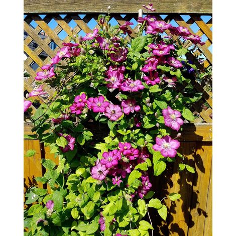 Gardenaria Clematis 'Ville De Lyon' - Pianta rampicante ornamentale da esterno - Altezza: 100/125 cm (vaso19) (1/3)