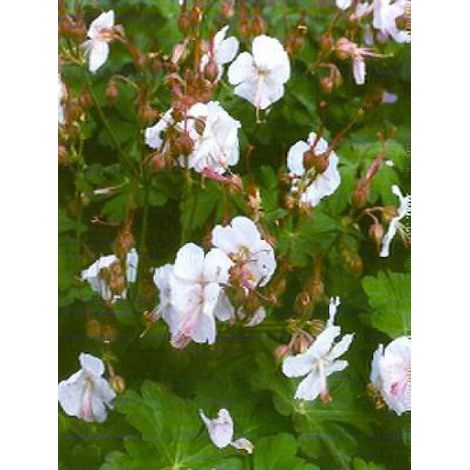 Géranium vivace 'Saint Ola' Godet de 8/9 cm (1/3)