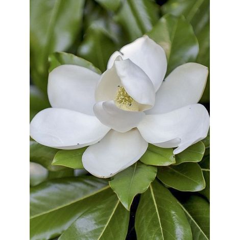 Laurier-tulipier 'Purpan' Pot de 7,5L/10L