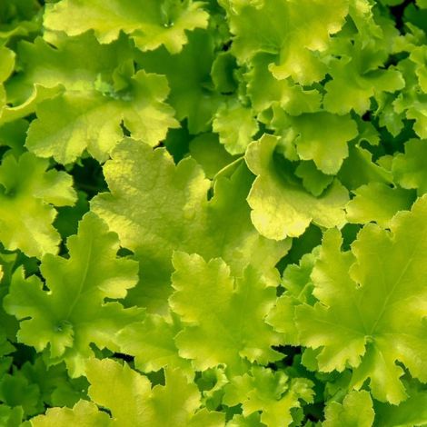 Heuchere Citronnelle/Godet - 5/20 cm (1/4)