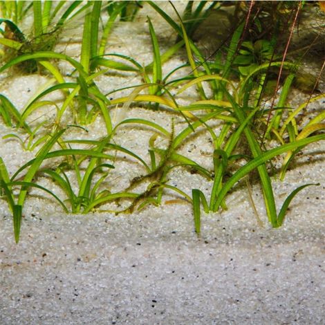 JBL Sansibar River - sabbia bianca a grana grossa per acquari da 12 a 25 litri granulometria 0,4-1,4mm - Formato: 5 Kg (1/4)