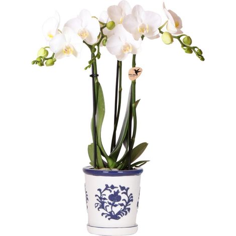 Orchidée Blanche Phalaenopsis et Cache-Pot en Céramique Bleu Ø 9 cm - Plante d'Intérieur - PANGIVO (1/3)