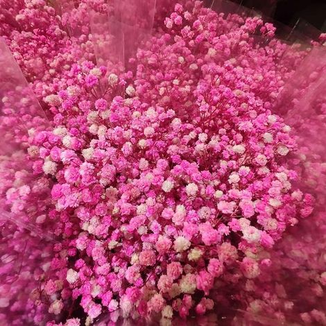Graines de Gypsophile – 1200 Graines – Rose – Fleurs Délicates – Plante Vivace – Jardin Balcon (1/5)