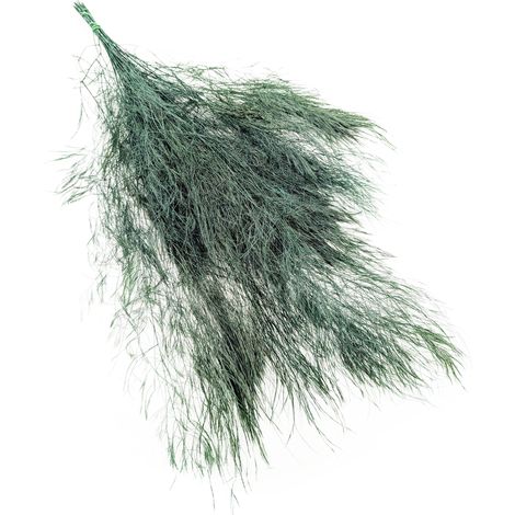 Felce stabilizzata - Felce arborea
