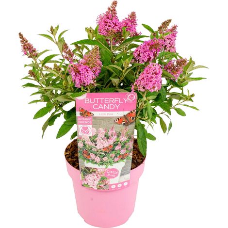 Bloomique – Buddleja Butterfly Little Pink – Arbre à papillons – Plantes de jardin – Rustique – 30-40 cm de haut – Pot 19 cm (1/5)