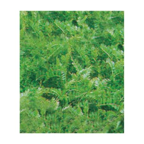 VESCE MAXIVESA - 1 KG