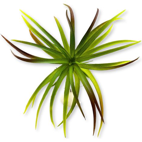 BioPlant Tillandsia brachycaulos abdida verde Pianta artificiale perfetta imitazione (1/5)