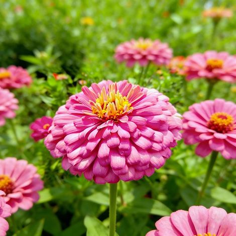 2000 Zinnia Seeds – Mélange Folle, Non Traitée, Jardins Colorés et Faciles à Cultiver – Rose (1/5)